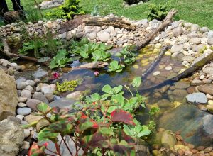 Wildlife-Pond-Basildon-1 (5)